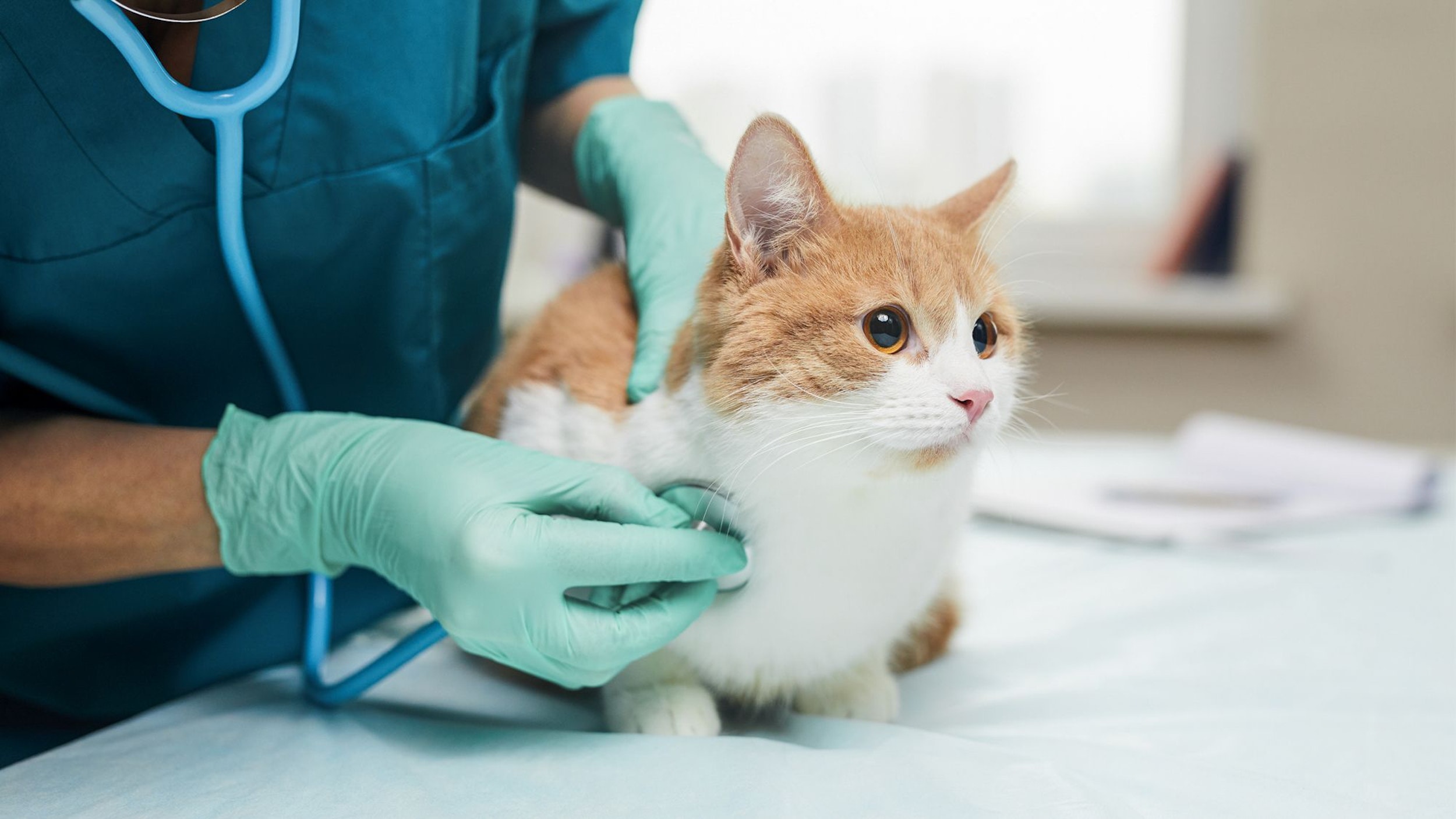 UFCG abre seleção para Residência Médica Veterinária 2026